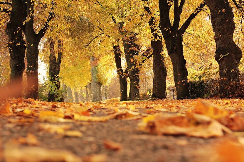 Autumn leaves on tree-lined path